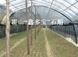 “鑫多宝”石斛基地