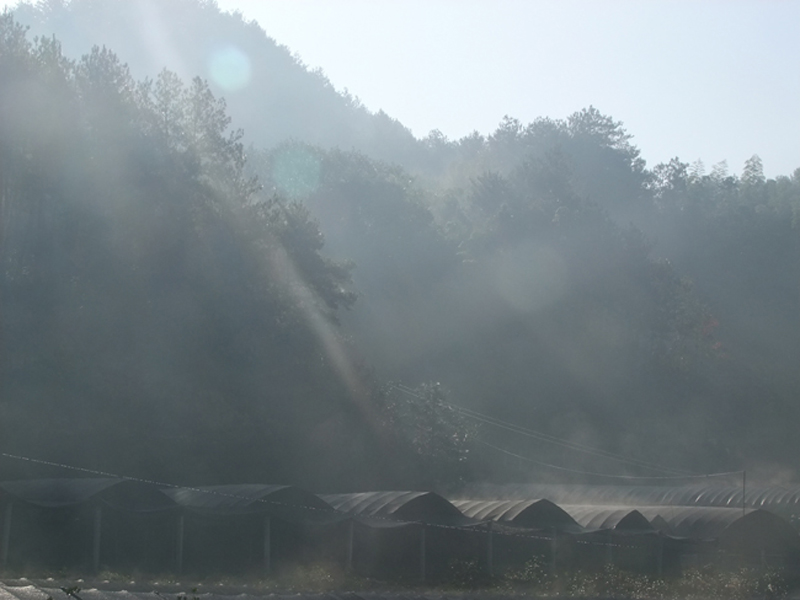 “鑫多宝”石斛基地